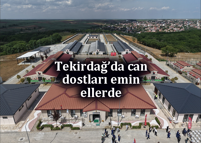 Sahipsiz hayvanlar sağlıklı ve güvende
